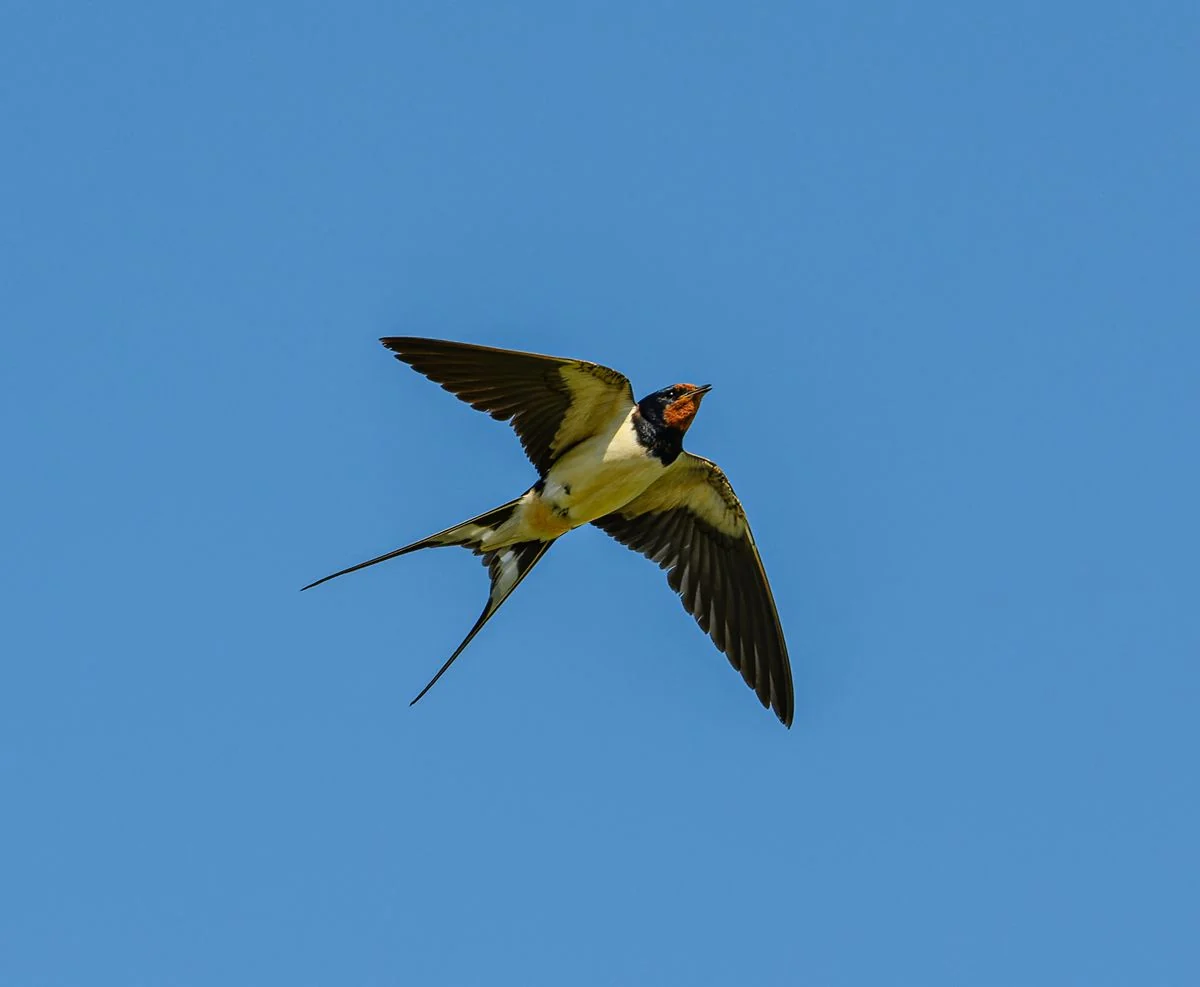 Barn swallow flying against a blue sky