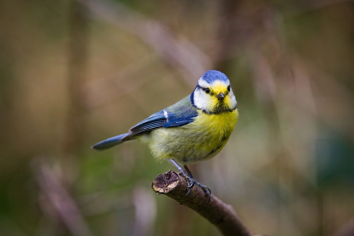 Blue tit perched on a woodland branch